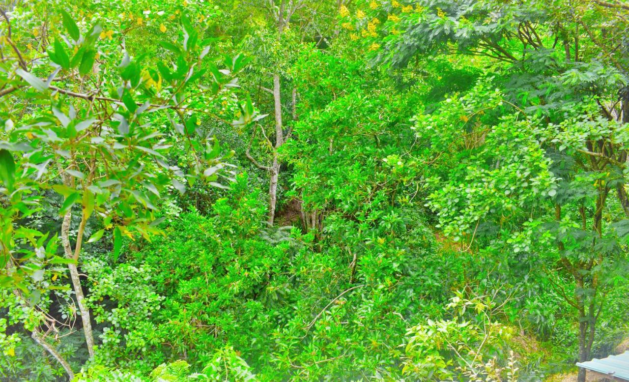 Green Cottage إيلا المظهر الخارجي الصورة
