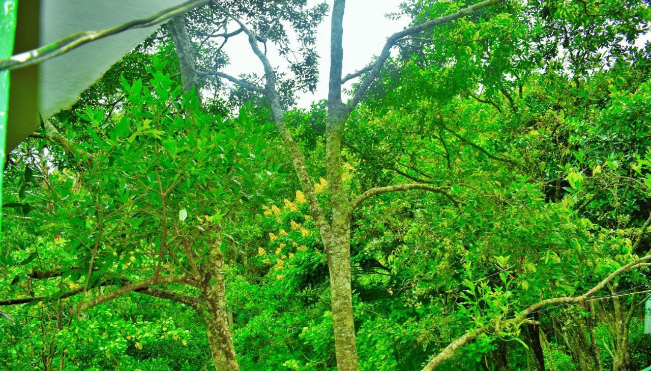 Green Cottage إيلا المظهر الخارجي الصورة