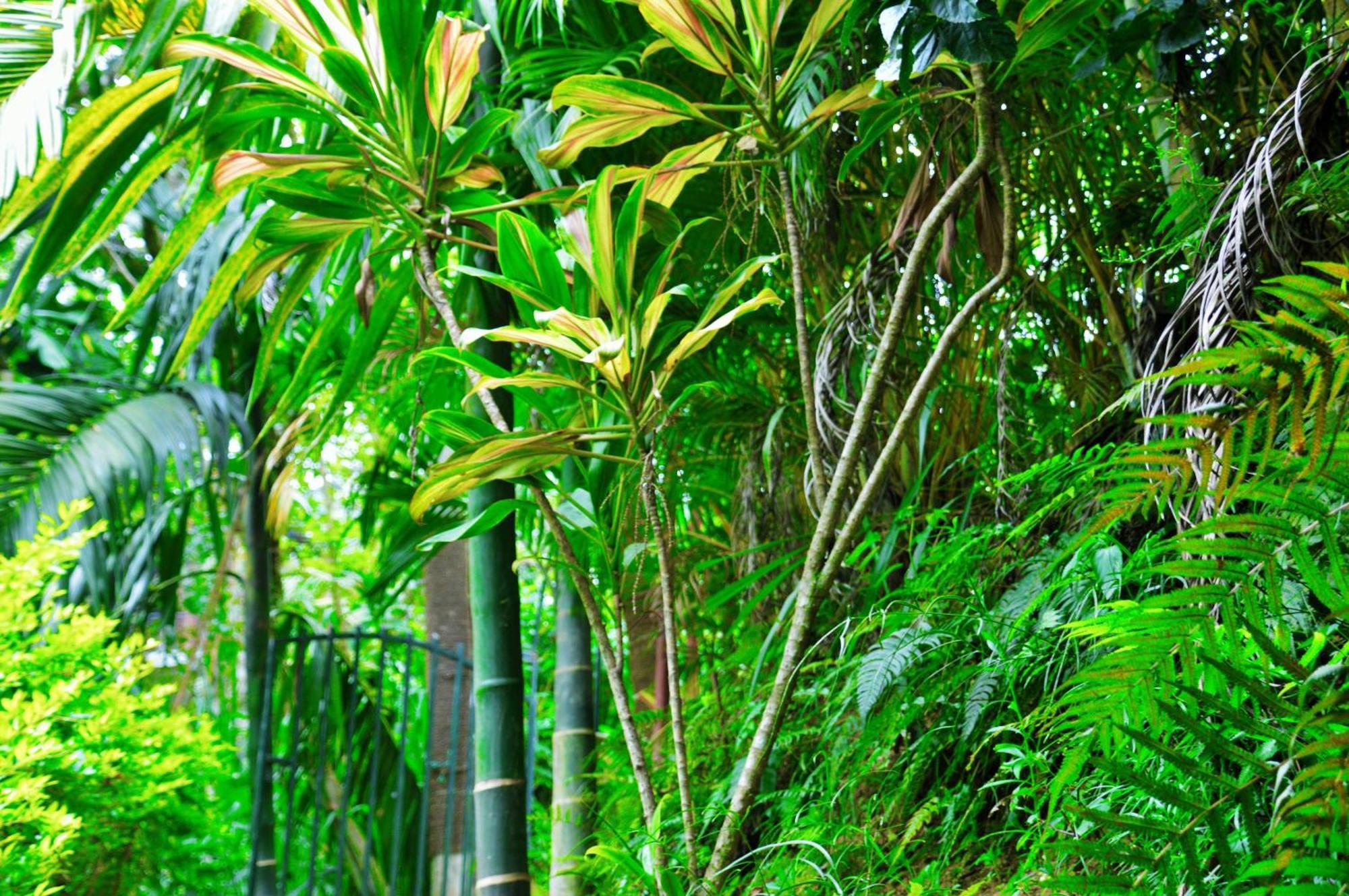 Green Cottage إيلا المظهر الخارجي الصورة